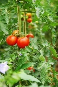 În ce lună pentru răsaduri de plante de tomate, să crească o grădină!