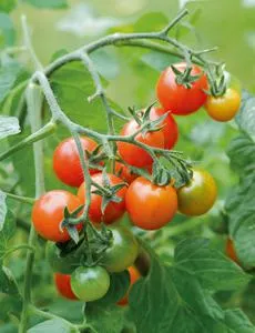 În ce lună pentru răsaduri de plante de tomate, să crească o grădină!