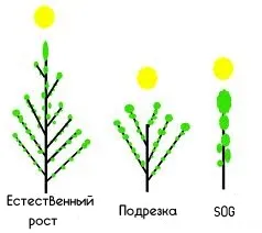 Отглеждането на канабис в домашни условия - SOG срещу scrog