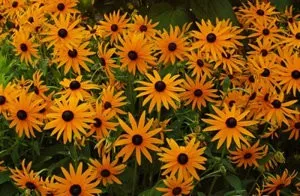 Отглеждане Rudbeckia много години от семена