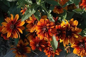 Отглеждане Rudbeckia много години от семена