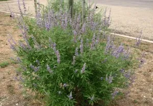 Vitex szent, prosztata nyári ciprus, szemérmes fa