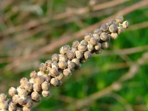 Vitex szent, prosztata nyári ciprus, szemérmes fa