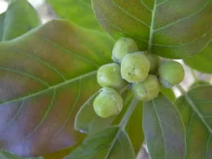 Vitex szent, prosztata nyári ciprus, szemérmes fa