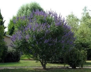 Vitex szent, prosztata nyári ciprus, szemérmes fa