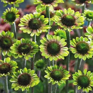 Növekvő Rudbeckia sok éven vetőmag