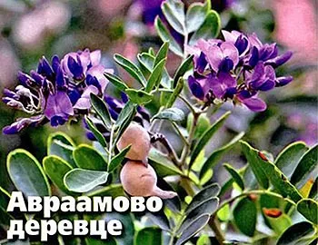 Vitex (mielărea)