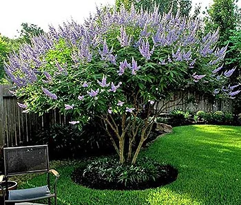 Vitex (mielărea)