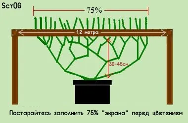 Отглеждането на канабис в домашни условия - SOG срещу scrog