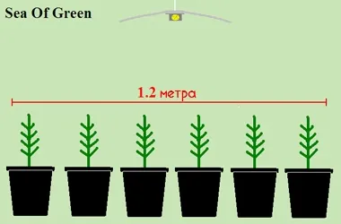 Kannabisz termesztésének otthon - sog vs vadalma