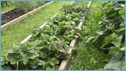 Отглеждане градина сортове с едри плодове ягоди, засаждане и грижи за потомството