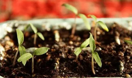 În ce lună pentru răsaduri de plante de tomate, să crească o grădină!