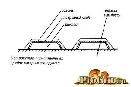 Отглеждане на гъби в открит терен субстрат, озеленяване, грижи, колекция