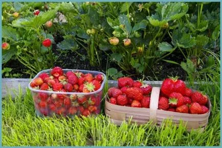 Cultivarea o grădină mare de fructe soiuri de căpșuni, de plantare de semințe și de îngrijire
