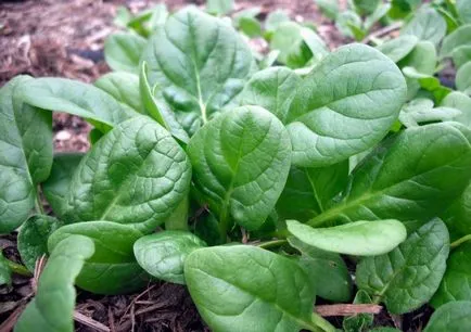 Cultivarea verde și legume timpurii într-o seră -