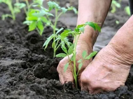 În ce lună pentru răsaduri de plante de tomate, să crească o grădină!