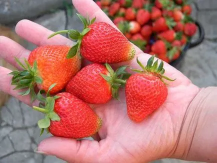 Cultivarea o grădină mare de fructe soiuri de căpșuni, de plantare de semințe și de îngrijire