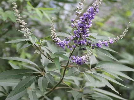 Vitex szent - a tapasztalat növekvő