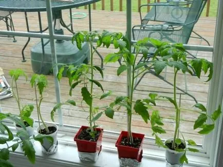 În ce lună pentru răsaduri de plante de tomate, să crească o grădină!