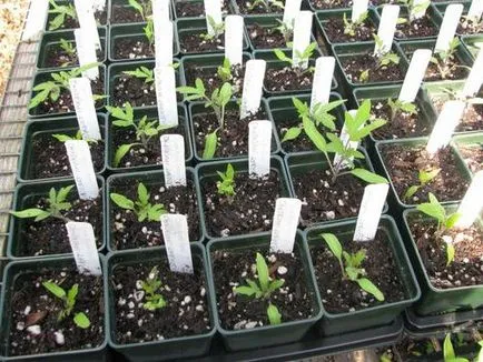 În ce lună pentru răsaduri de plante de tomate, să crească o grădină!