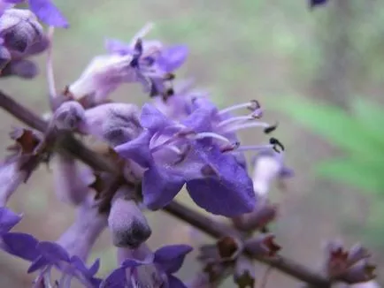 Vitex - személyes tapasztalat növekvő