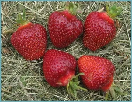Отглеждане градина сортове с едри плодове ягоди, засаждане и грижи за потомството