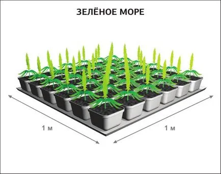 Отглеждането на канабис в домашни условия - SOG срещу scrog