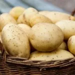 Вредите и ползите от картофи (сурови, печени, варени, печени)