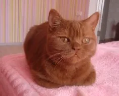 Jellemzői brit fahéj színű macska fajták képekkel kiscicák