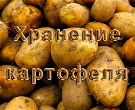 Картофи съхранение - методи и условия