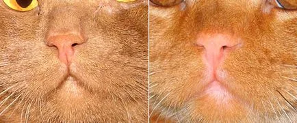 Характеристики на британските цвят канела породи котки с снимки на котенца