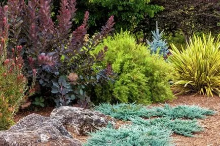 Fenyő szép a kertben - boróka (60 fotó) telepítési és gondozása növények