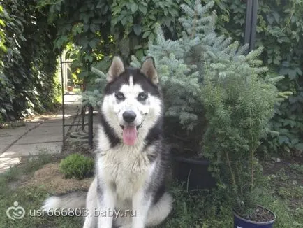 Husky ca un agent de pază - la