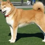 Japán kutyafajták (55foto) Kishu, Kai Inu, Shikoku, Shikoku, egy kis vadászat, vörös kutya,