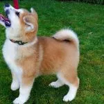 Japán kutyafajták (55foto) Kishu, Kai Inu, Shikoku, Shikoku, egy kis vadászat, vörös kutya,