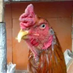 Sick пиле - пилета, форум за разплод и домашните птици
