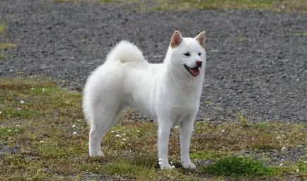 Japán kutyafajták (55foto) Kishu, Kai Inu, Shikoku, Shikoku, egy kis vadászat, vörös kutya,