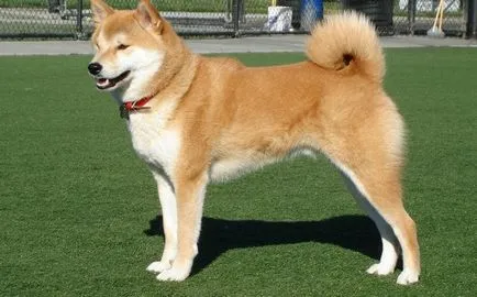 Japán kutyafajták (55foto) Kishu, Kai Inu, Shikoku, Shikoku, egy kis vadászat, vörös kutya,