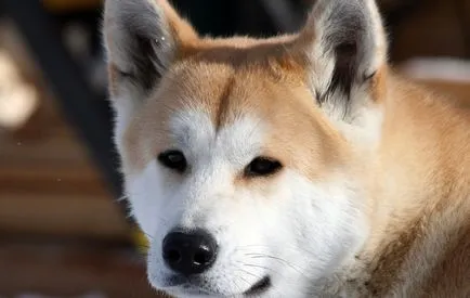 Японски породи кучета (55foto) Kishu, Кай Inu, Шикоку, Шикоку, малко лов, червено куче,