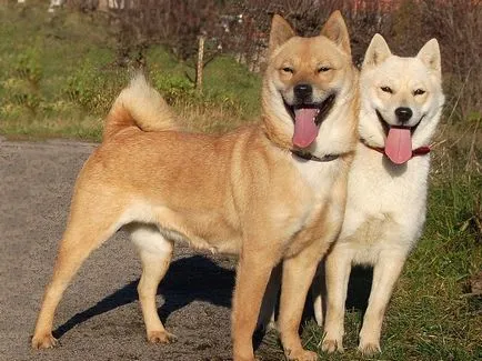Японски породи кучета (55foto) Kishu, Кай Inu, Шикоку, Шикоку, малко лов, червено куче,