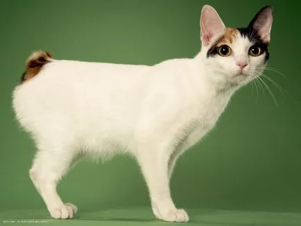 Japán Bobtail és japán rövid farkú macska - fotó, leírás, fajta standardokat