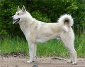 West Siberian Laika - -,,, rase de câini, revista de câine dur puternic curajos