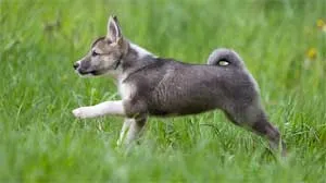 Западно-сибирска лайка - - смел, силен, здрав, породи кучета, списание куче