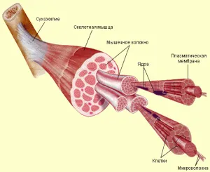 Miáltal az izmok egyre egészséggel kapcsolatos blog