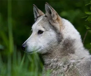 West Siberian Laika - -,,, rase de câini, revista de câine dur puternic curajos