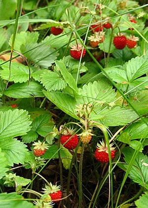 Strawberry дървен материал - лечебни свойства, рецепти, ползване