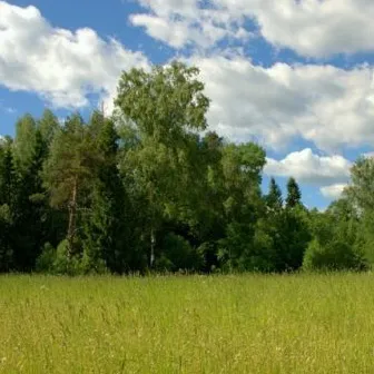 Pentru o bucată de teren în apropierea liniei de pădure va trebui să fie atent