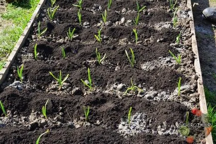 Sárga fokhagymát tavasszal, mit kell tenni - hogyan lehet gyorsan menteni a jövő termés, domsadovnika