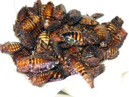 gândacii Fried (craniifer Blaberus)