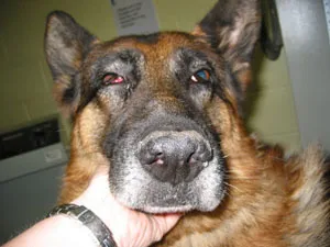 Rágóizmok myositis kutyáknál - izomgyulladás rágóizmok kutyák Moszkvában